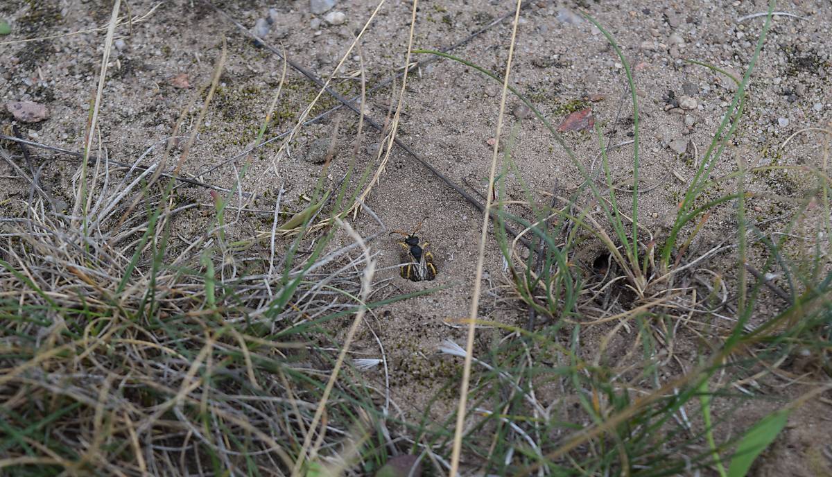 Hier kommt eine Furchenbiene aus ihrem Nest im Erdboden (Foto: Schmid-Egger)