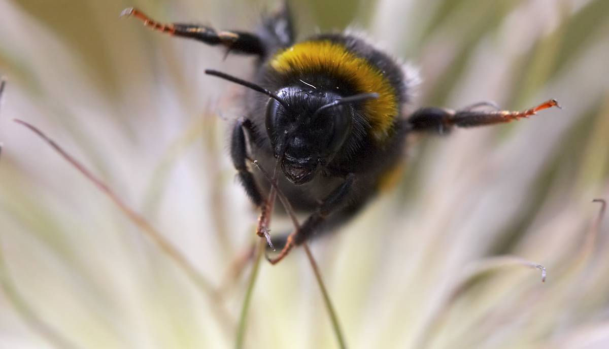 Die Hummeln fliegen los (Foto: C. Mueller, piclease)