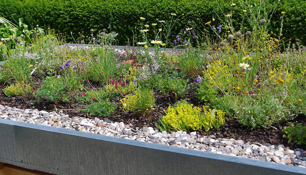 Gründach der Deutschen Wildtier Stiftung im Botanischen Sondergarten Wandsbek