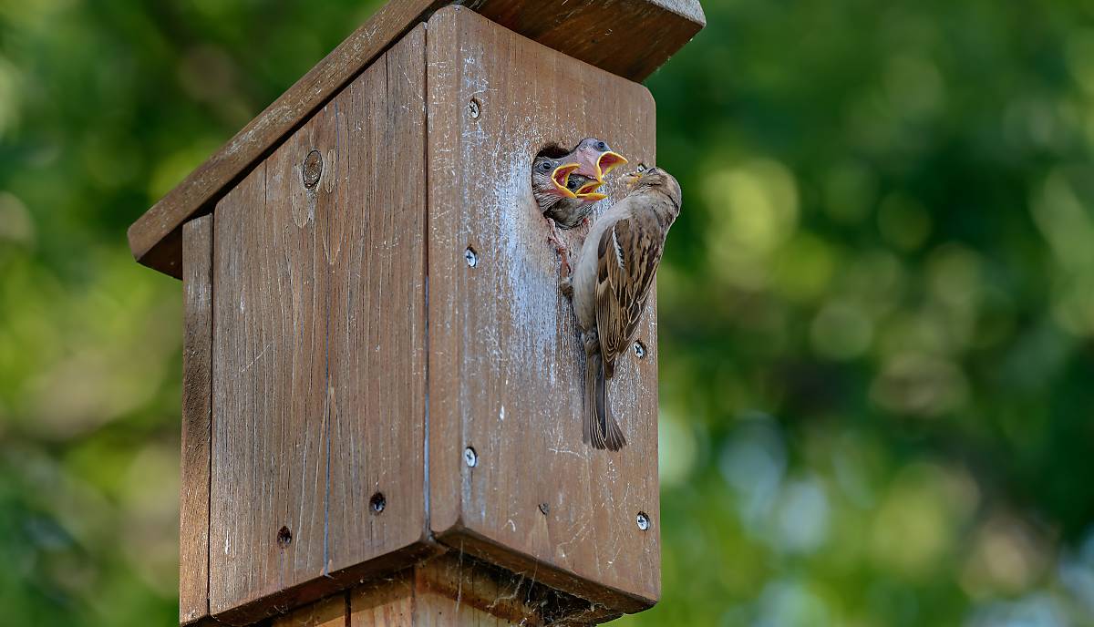 Nistkasten Vögel