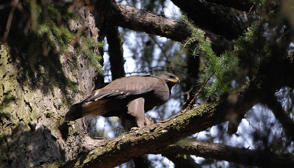 schreiadler_altvogel_01