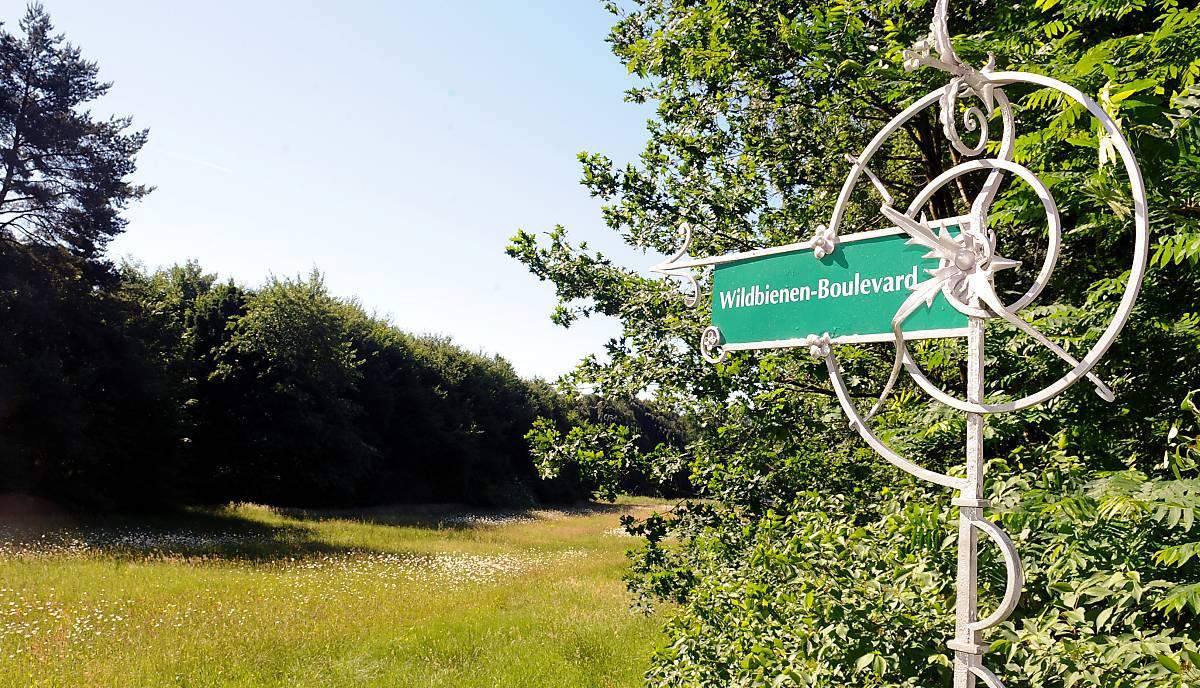 Wildbienen-Boulevard auf dem Ohlsdorfer Friedhof (Foto: Karin Costanzo)