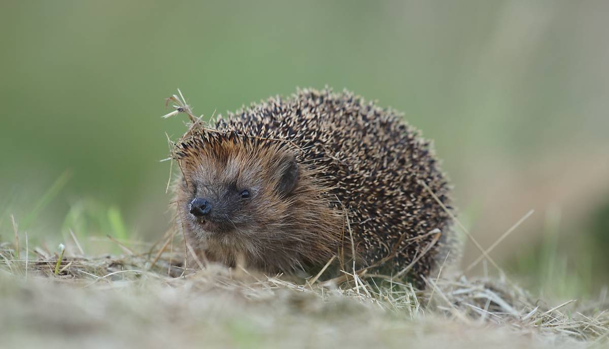 igel-wiese-2