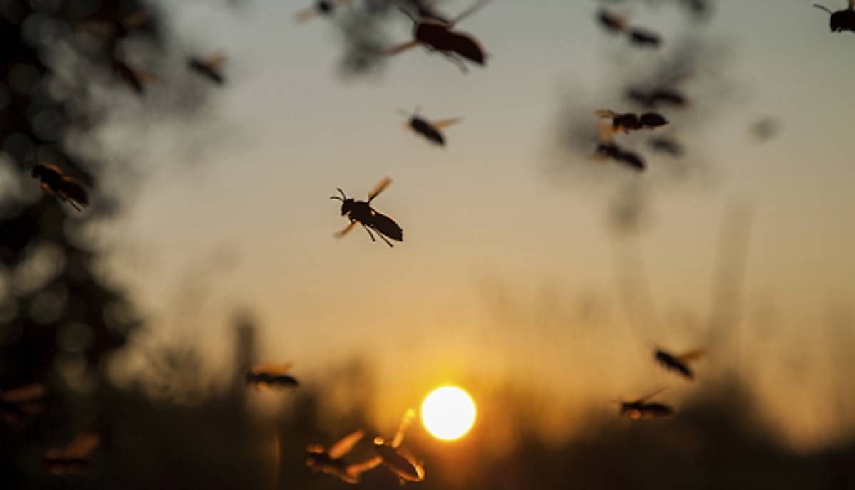 Faltenwespen fliegen bei Sonnenuntergang