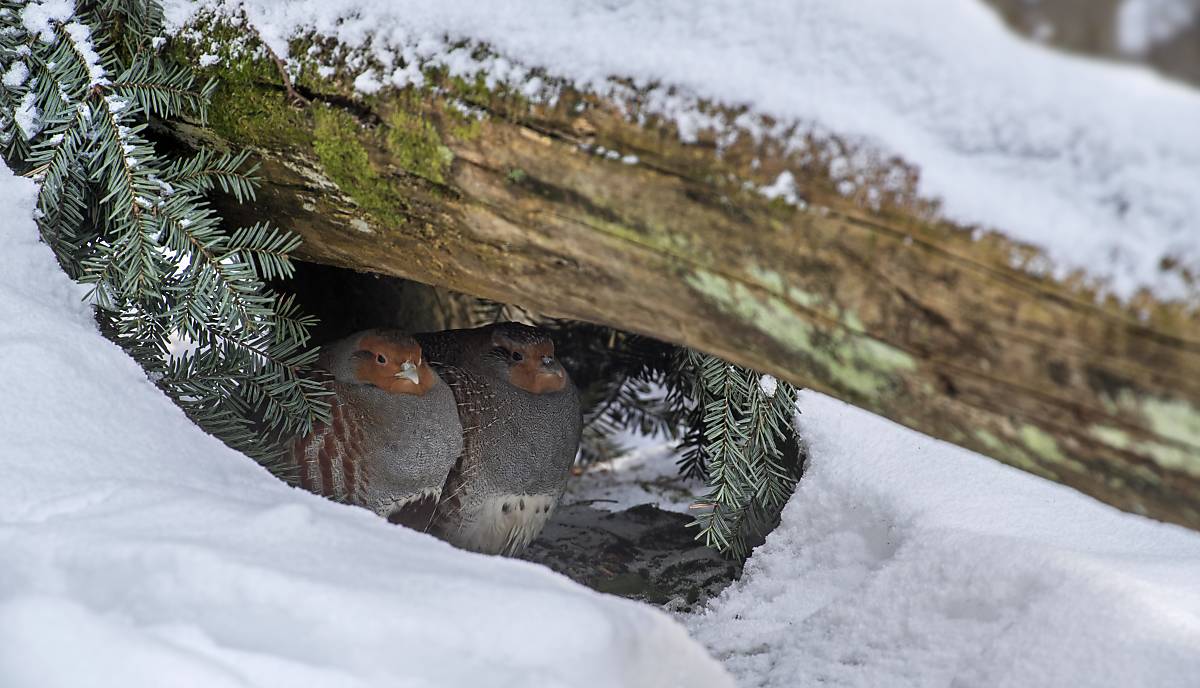 rebhuehner-tiere-im-winter