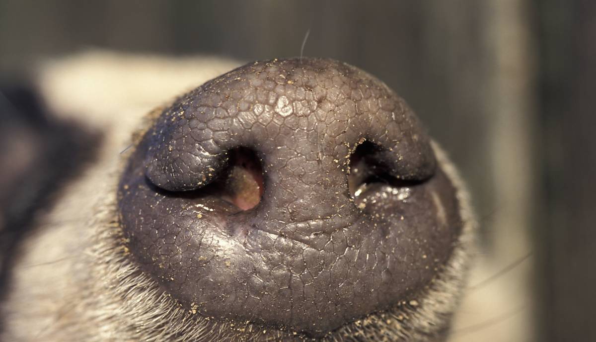 forschungspreis-nase-dachs