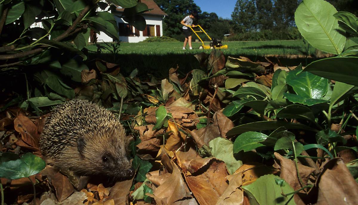 igel-sommer-4