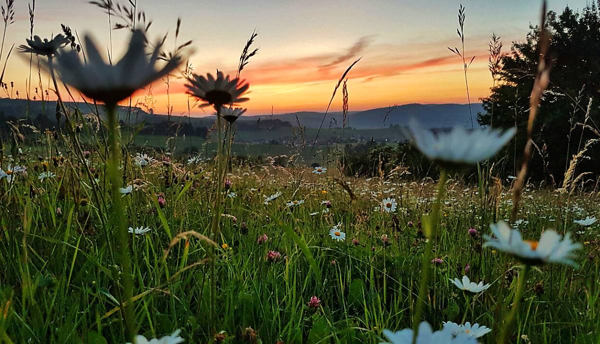 Wiese in der Abenddämmerung - Copyright © nautilusfilm / polyband Medien GmbH