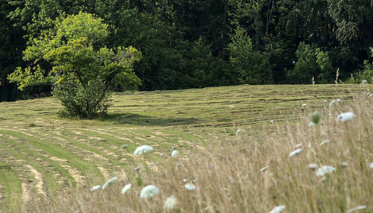 Wiese - Copyright © nautilusfilm / polyband Medien GmbH