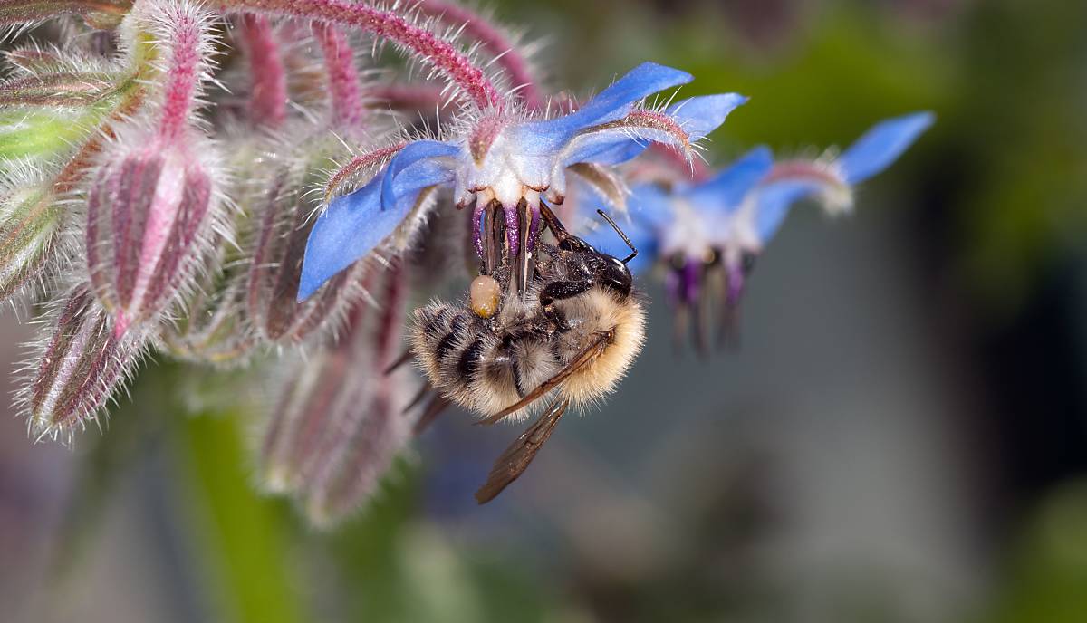 Ackerhummel / Borretsch (© Gary K Smith/Arco Images)