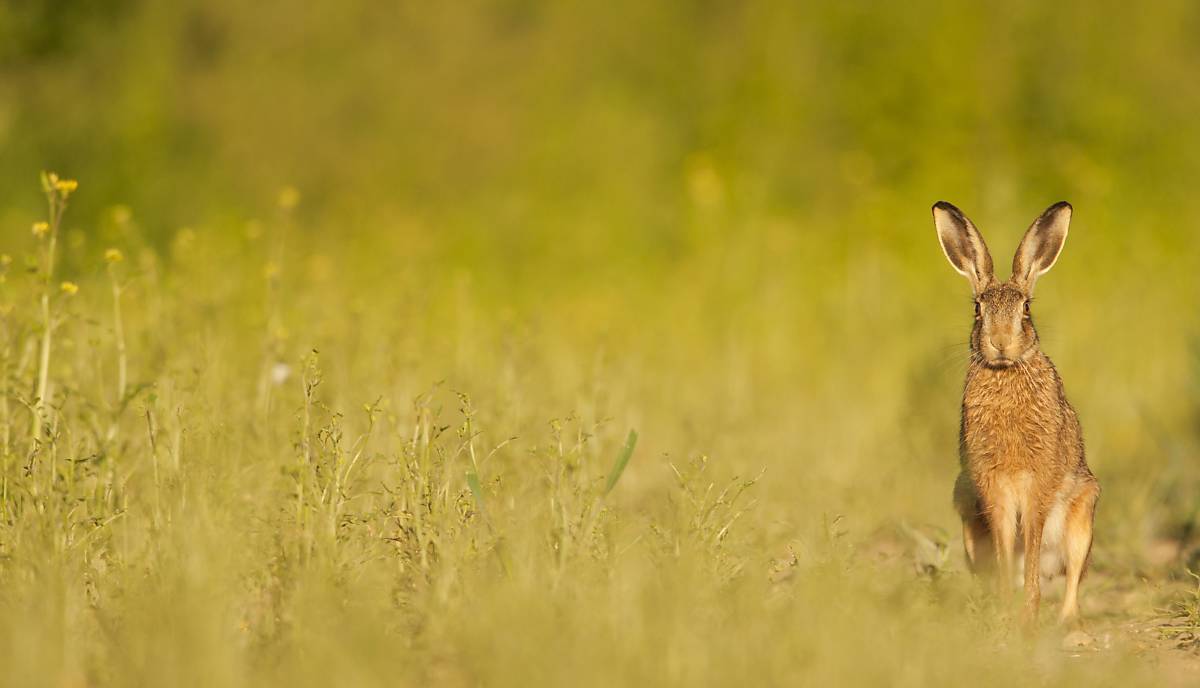 Feldhase aus Sommerwiese (imageBROKER - Arco Images GmbH)