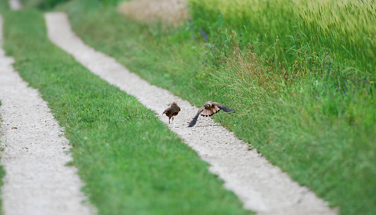 Rebhahn schlägt Turmfalke in die Flucht (Foto: Markus Jenny)