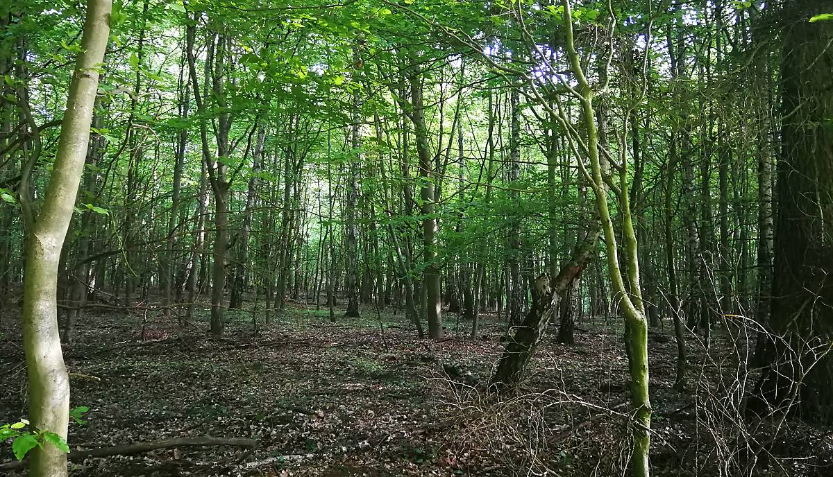 Waldumbau hilft dem Wald und dem Wild (Foto: Calvi)