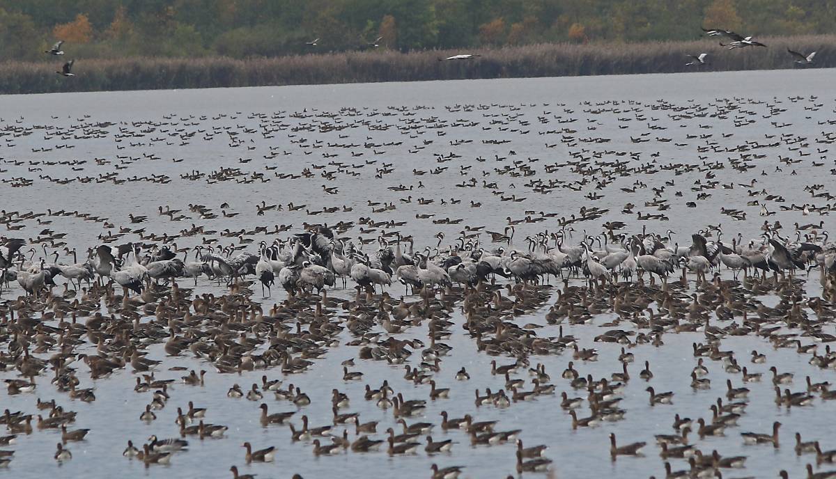 Kraniche im Vogelschutzgebiet Galenbecker See