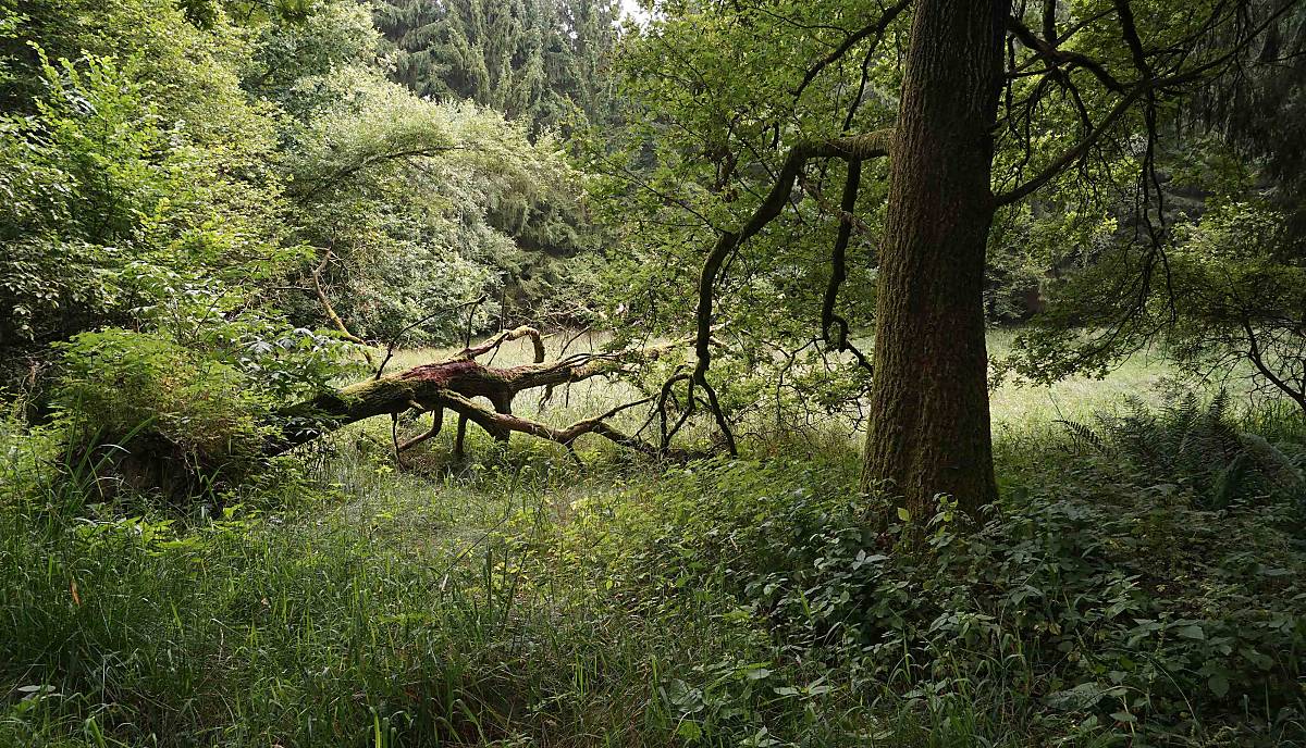 Nationales Naturerbe NNE Eichhorst - Foto: B. Lasdin