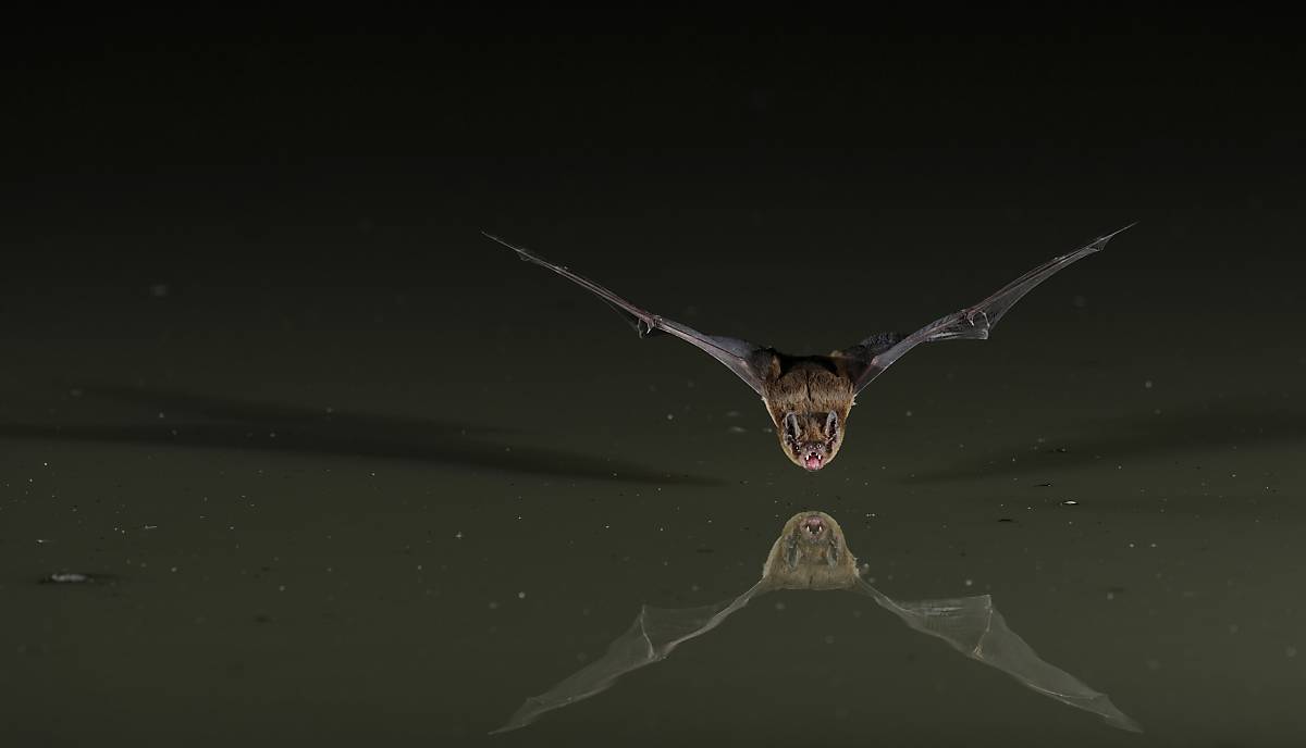 mopsfledermaus