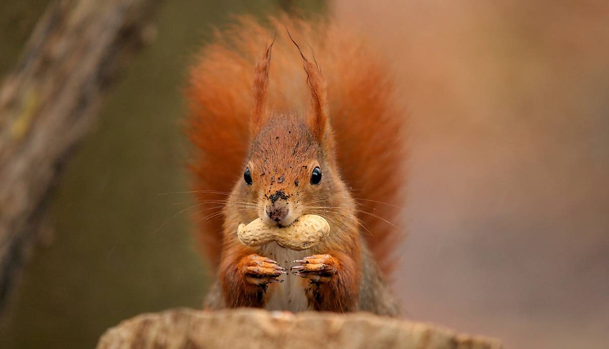 Eichhörnchen mit Nuss (piclease/Christian Müller)