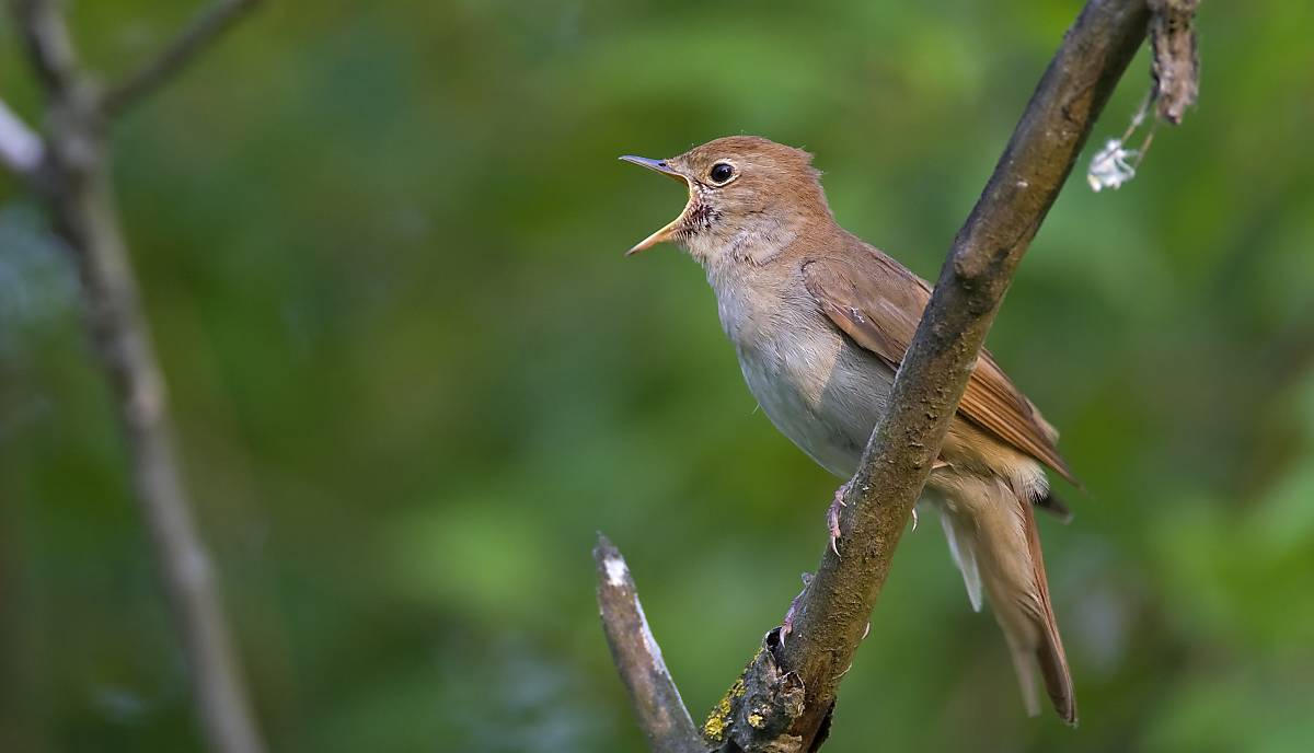 Foto: piclease/Manfred Sattler