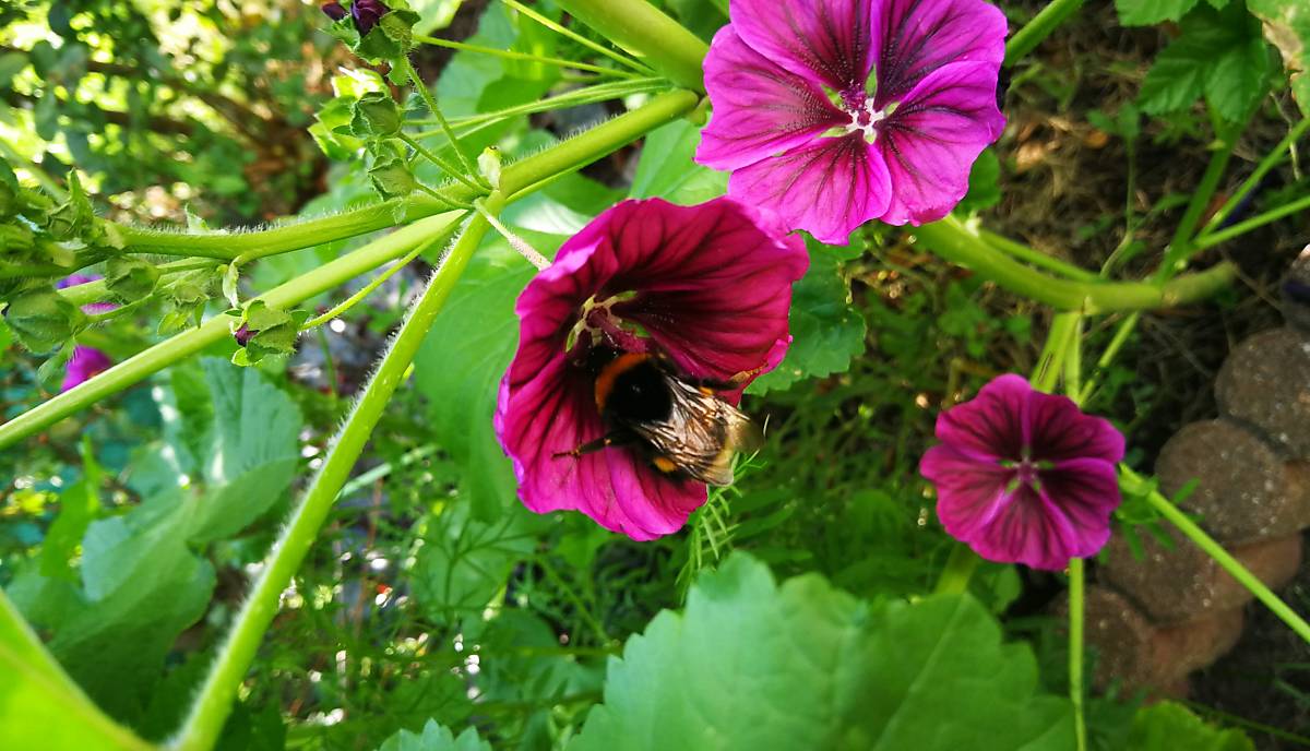 Hummel an Blume (Foto: Calvi)