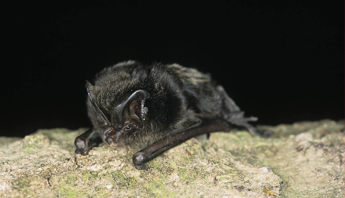 Mopsfledermaus (Foto: imagebroker.com)