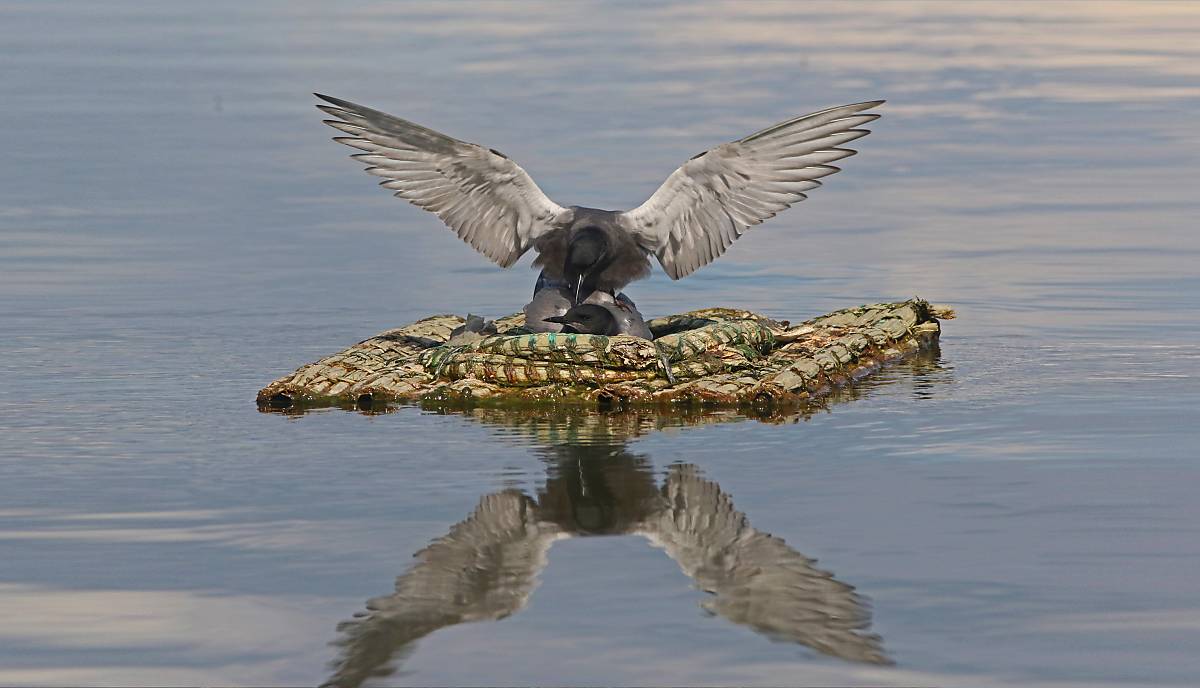 headermotiv_trauerseeschwalben-auf-nisthilfe_michael-tetzlaff