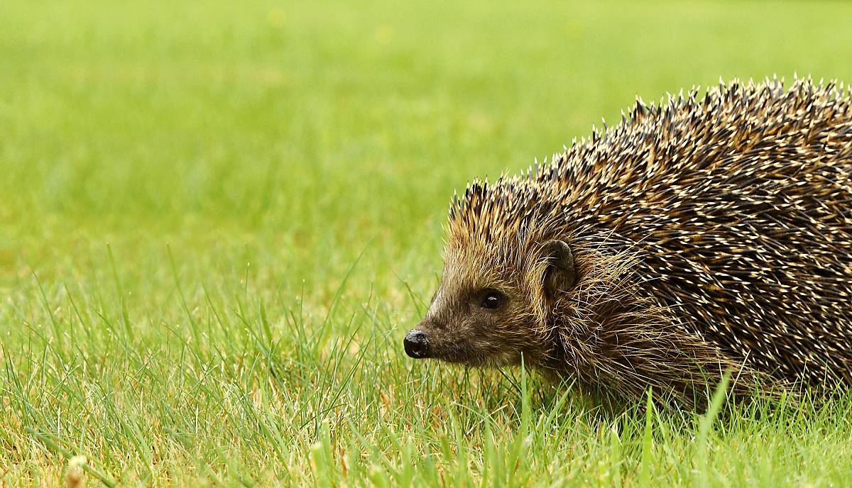 Igel auf Rasen © imageBROKER.com / Burkhard Sauskojus