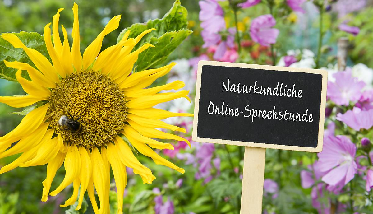 Naturkundliche Online-Sprechstunde