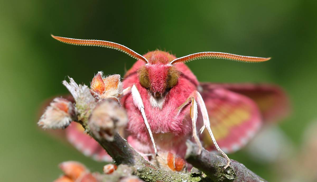 kleiner-weinschwaermer_deilephila-porcellus_nachtfalter