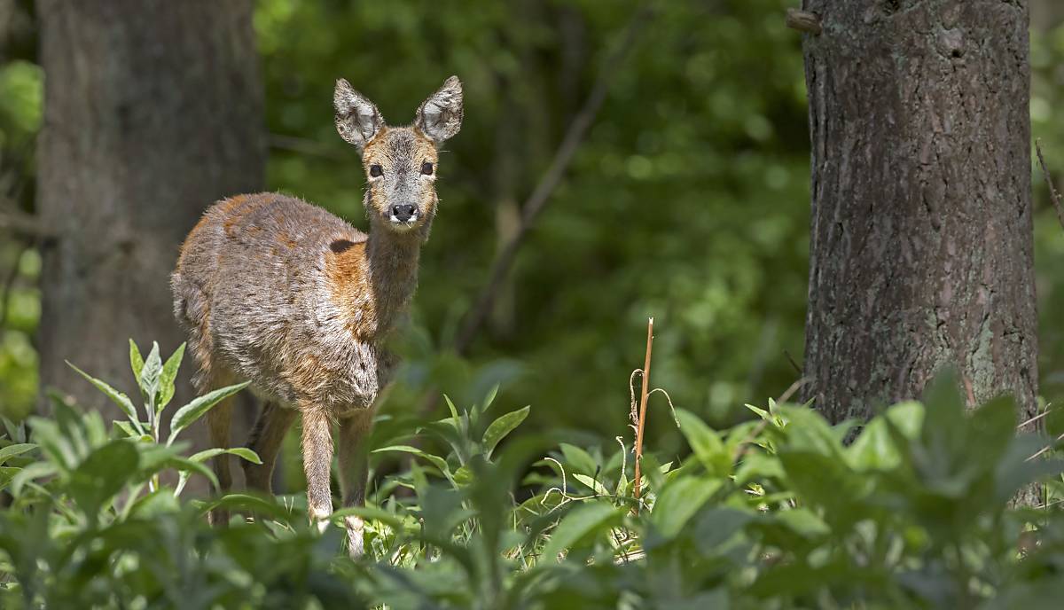 reh-auf-waldlichtung-in-sh-_-imagebroker-gerken-ernst