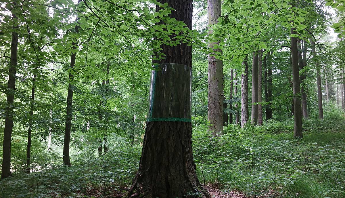 Wald in Klepelshagen (MV) Foto: Calvi