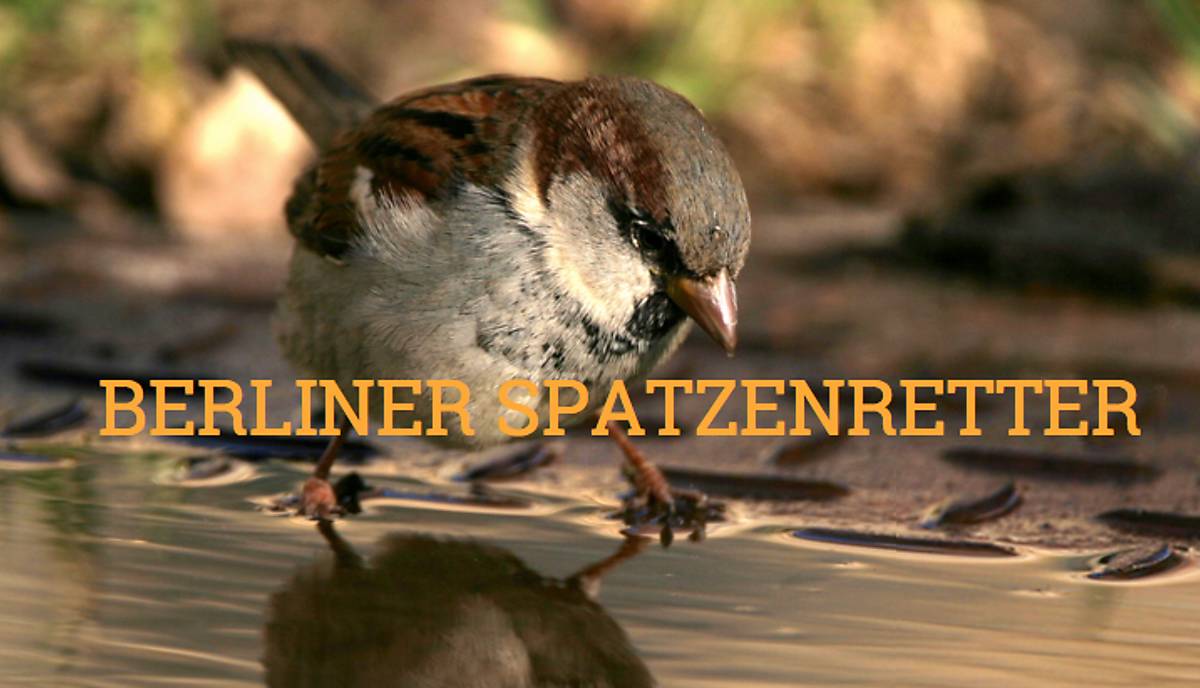 berliner-spatzenretter-de-webseite