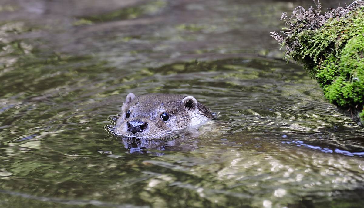 Fischotter – Foto: Naturfoto Hofmann