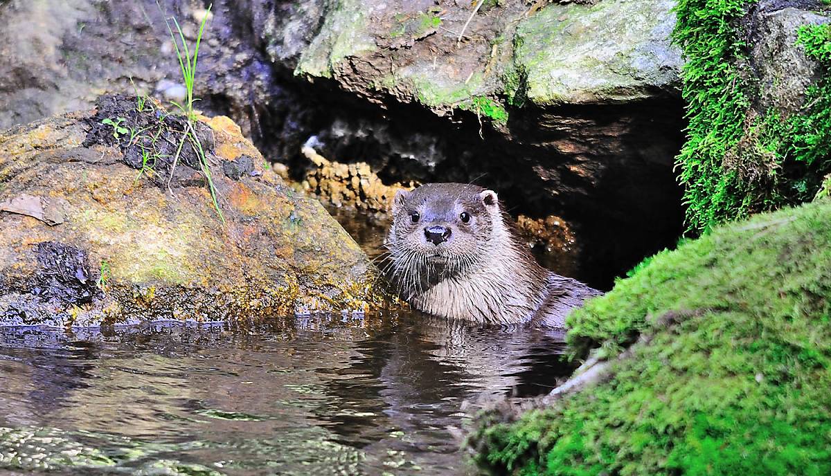 fischotter_tier-des-jahres-2021_naturfoto-hofmann