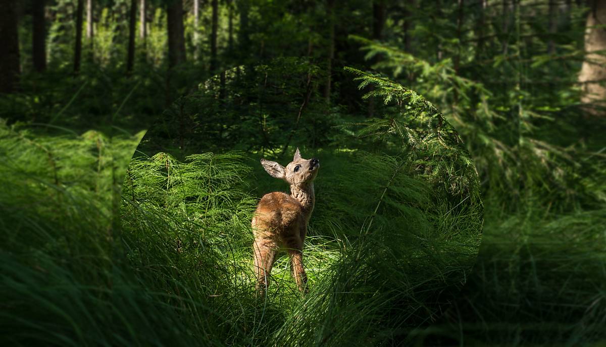 rehkitz-wald_copyright-nautilusfilm-3