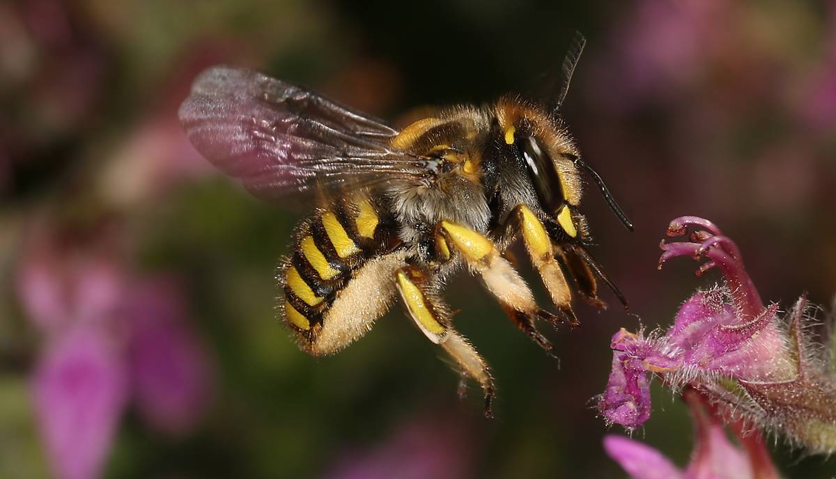 wildbiene_anthidium-manicatum-1-k-nast_cse