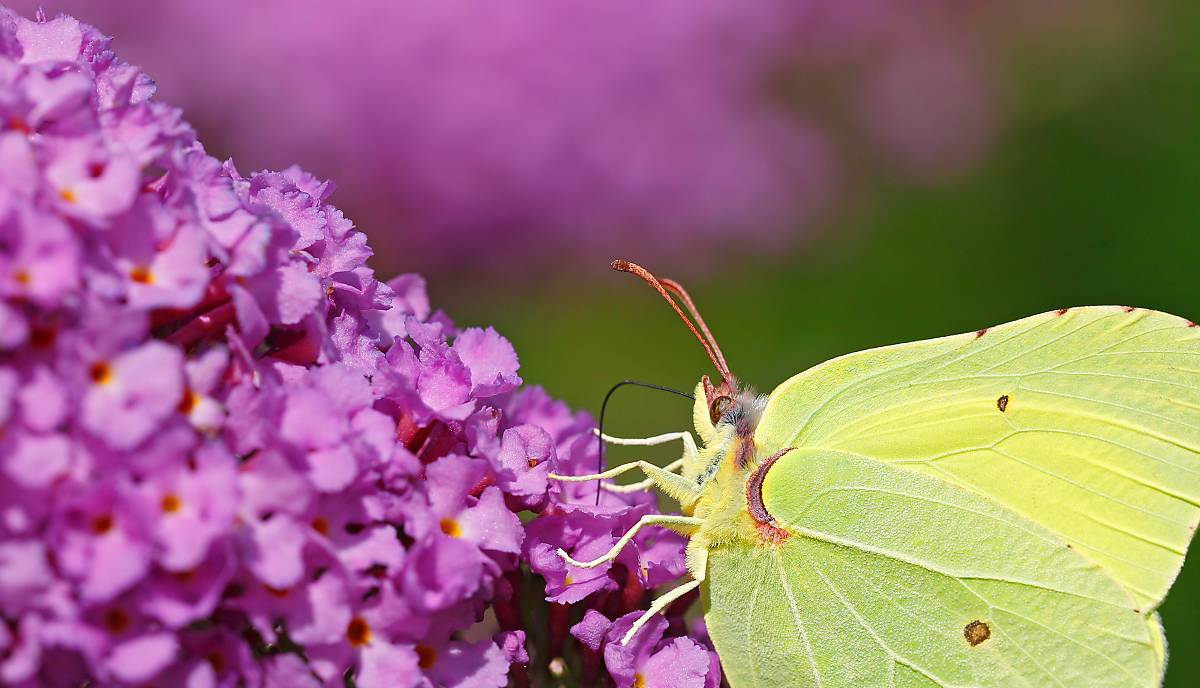 Zitronenfalter  (Gonepteryx rhamni)
Copyright imageBROKER.com, Fotograf: Justus de Cuveland