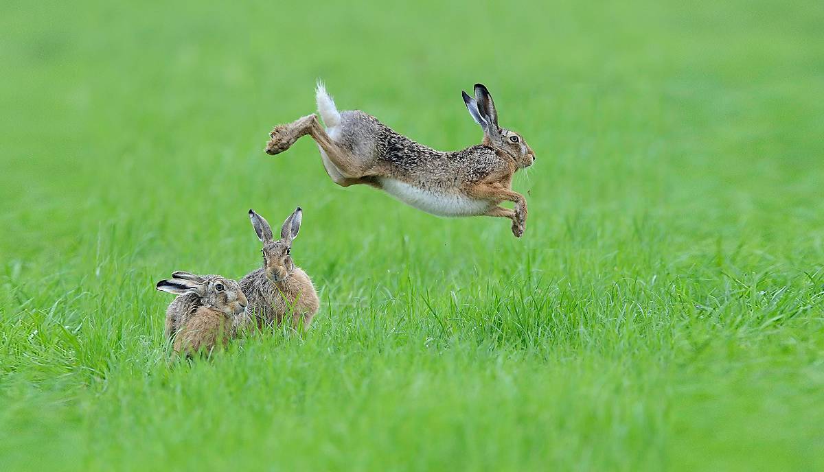 Drei Feldhasen auf einer Graswiese Foto: 
© imageBROKER.com / Richard Dorn