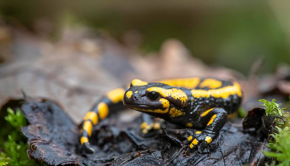 Feuersalamander Foto: Marcus Siebert/imageBroker