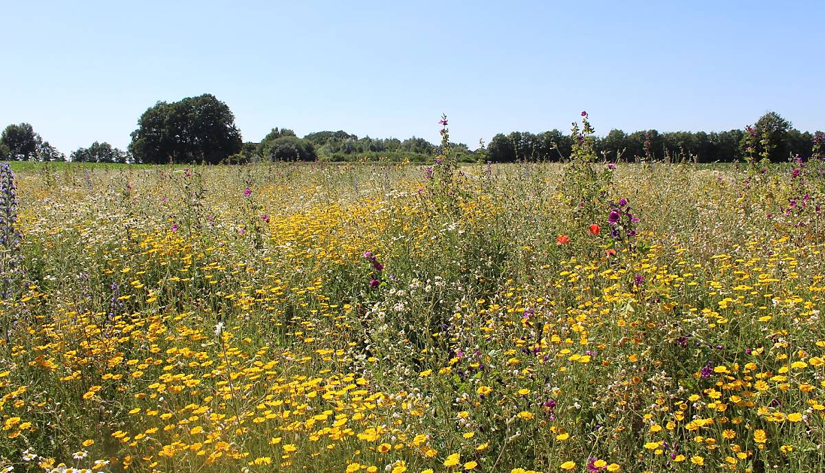 bluehender-wildpflanzenbestand-c.kemnade