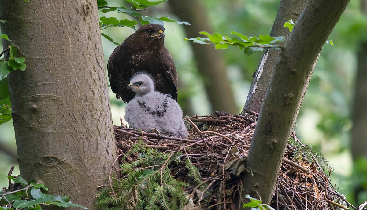 headermotiv_maeusebussard-mit-jungvogel-im-horst