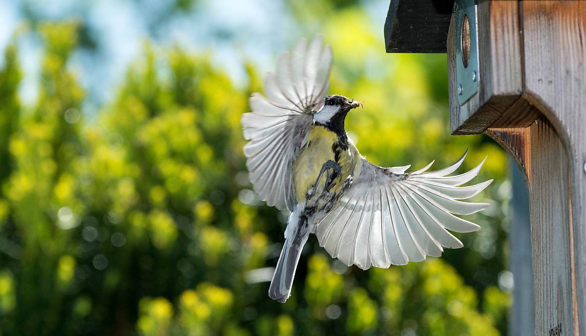 imageBroker – Kohlmeise im Anflug auf Nistkasten