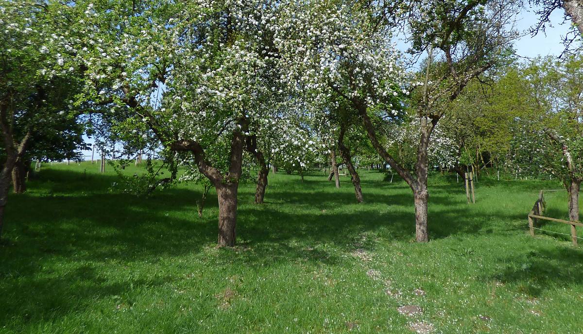 Streuobstwiese in Klepelshagen  Copyright © Michael Tetzlaff / Deutsche Wildtier Stiftung