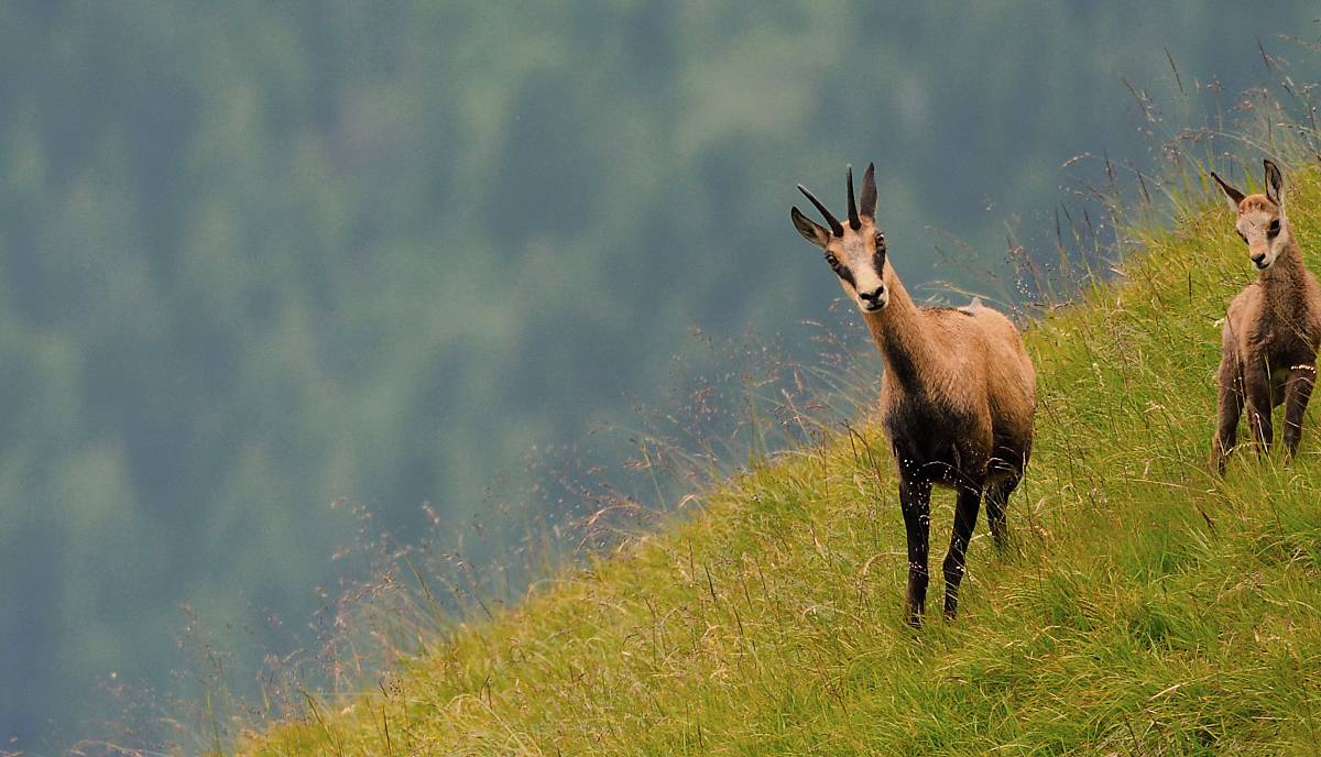 Gämsen auf einer Wiese - Foto: ArcoImages / Westend61