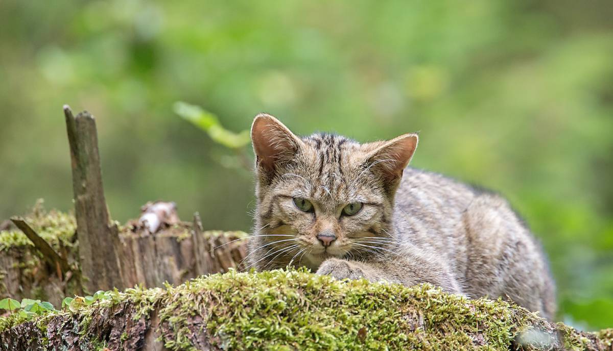Wildkatze Foto Copyright (c) Michael Radloff / Naturfotografie