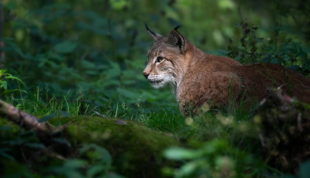 Eurasische Luchs (Lynx lynx), sitzt im Gebüsch © imageBROKER.com / Farina Graßmann