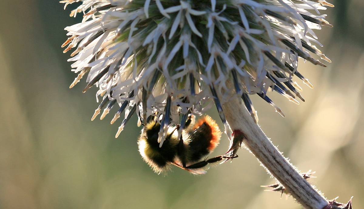 hummel-an-distel_piclease