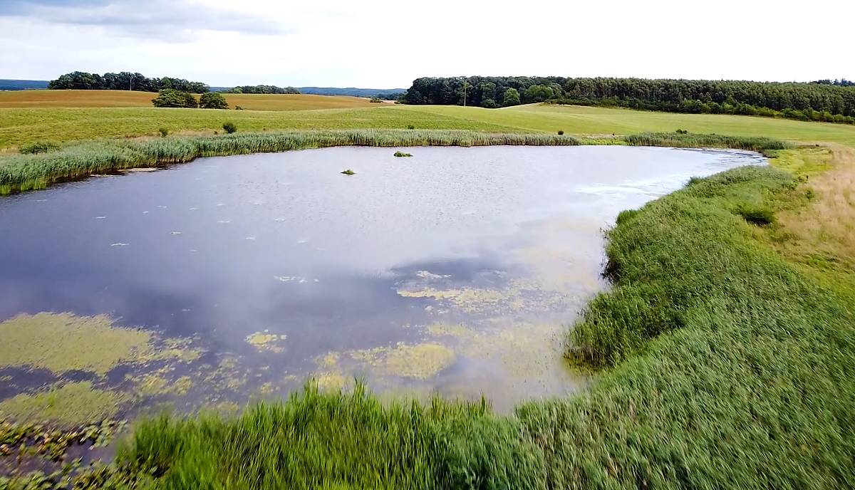 langes-video-youtube-mediathek_210923_djv_trauerseeschwalben-standbild003