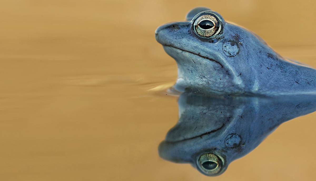 Blauer Moorfrosch - Foto: Arco Images GmbH / imageBROKER