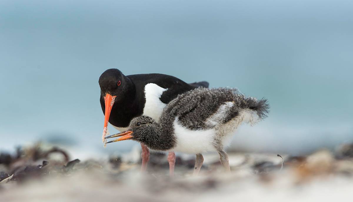 Austernfischer (Haematopus ostralegus) mit Jungvogel, Helgoland © imageBROKER.com / Marcus Siebert