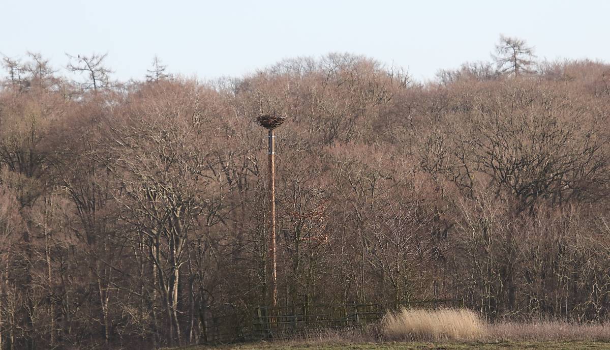 Künstlicher Horst auf 8 m hohem Stamm errichtet Foto: Michael Tetzlaff